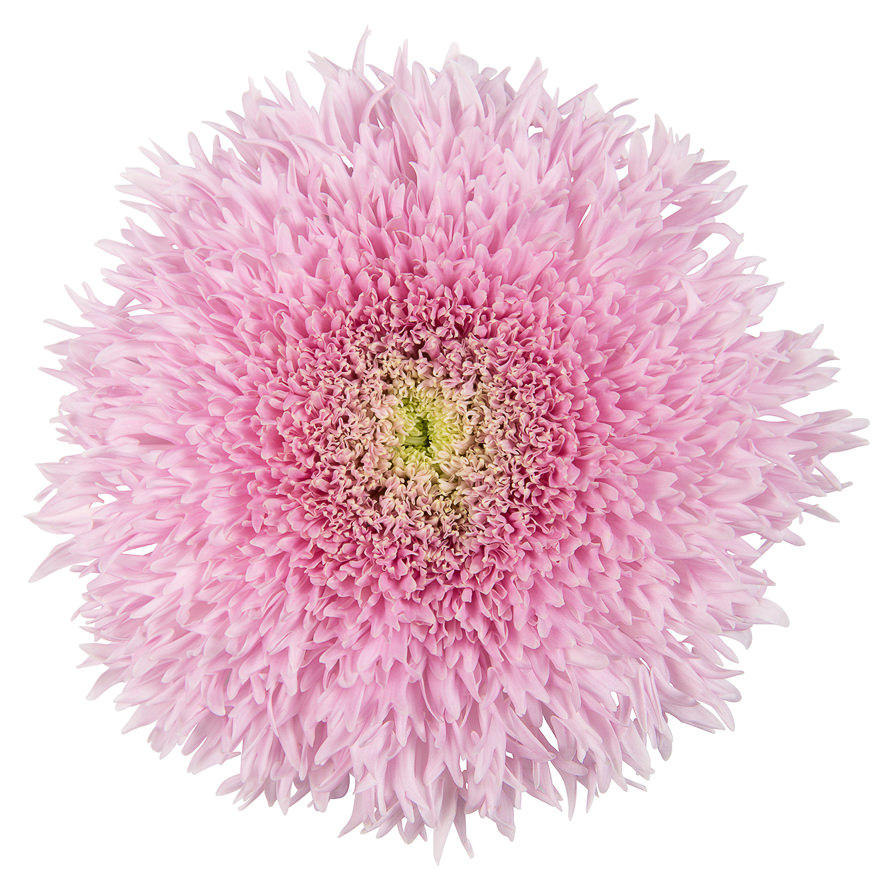 10x Chrysant etrusko 70cm