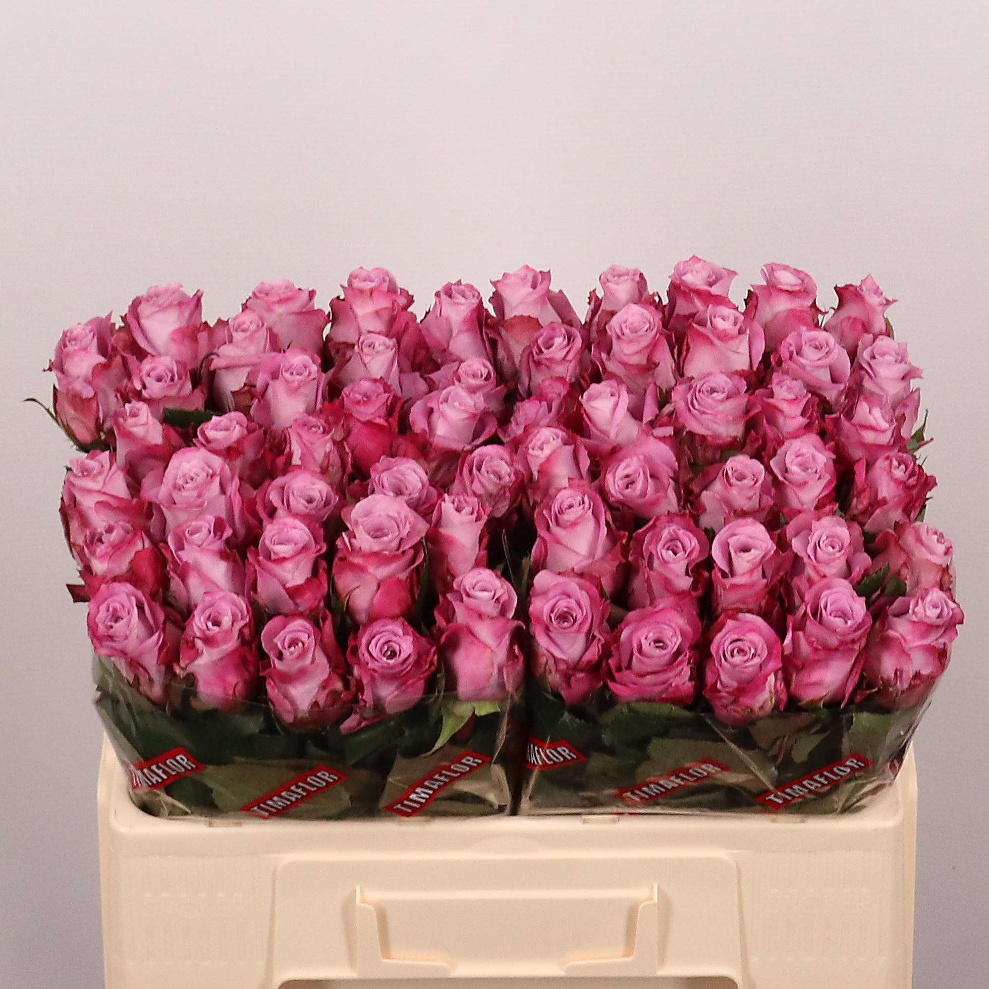 20x Rosa maritim 50cm