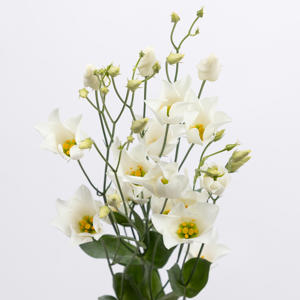 10x Eust.botanic white en 70cm