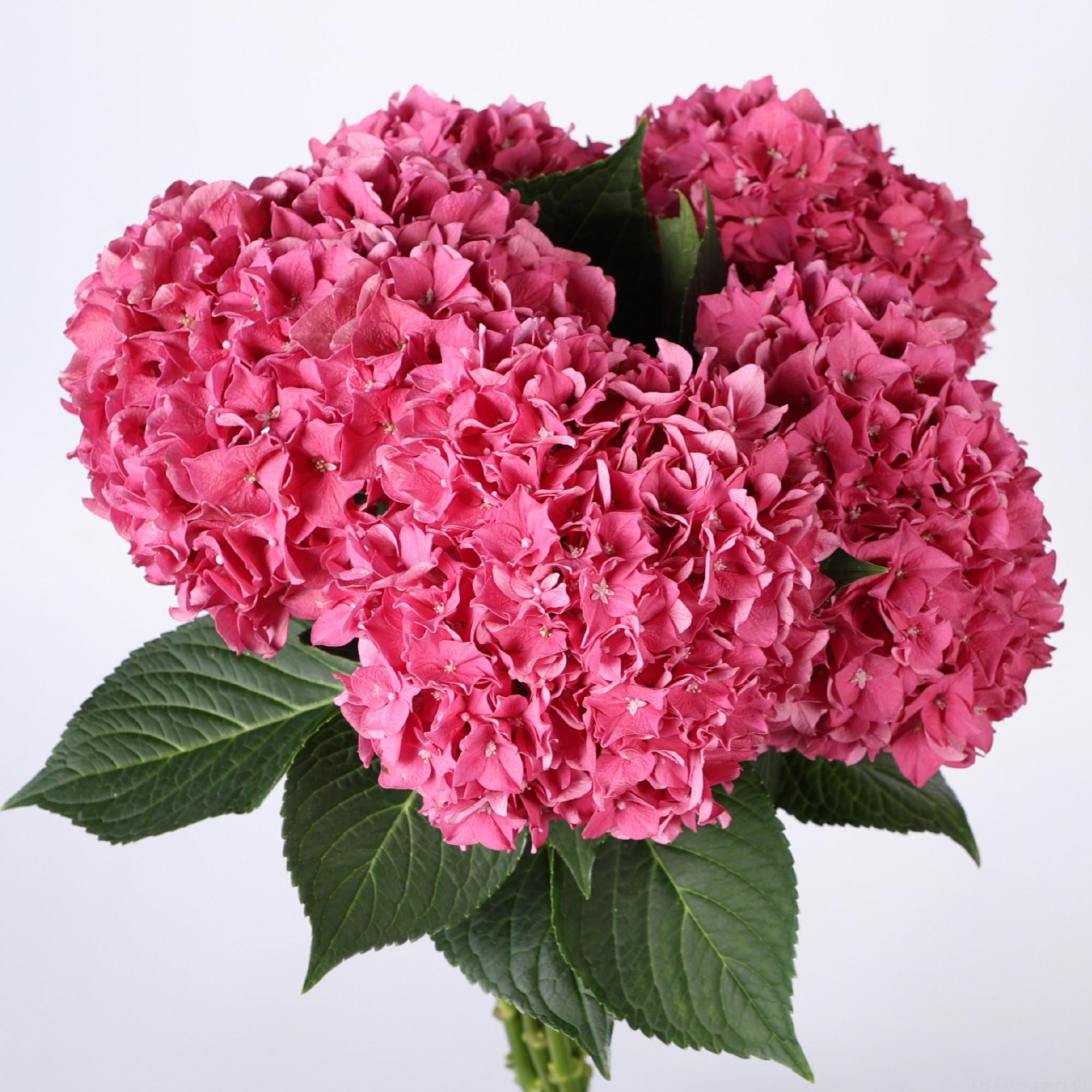 10x Hydr.rodeo rood 60cm
