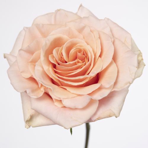 10x Rosa phoenix 70cm