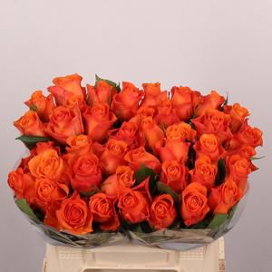 20x Rosa orange wave 40cm