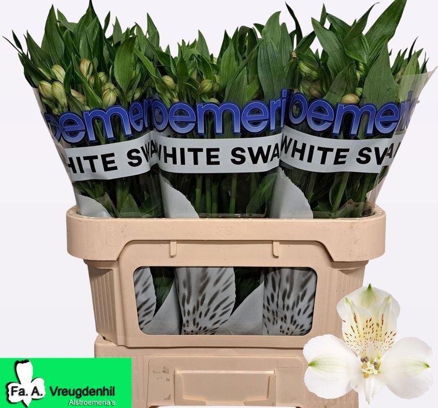 10x Alstroemeria white swan 70cm