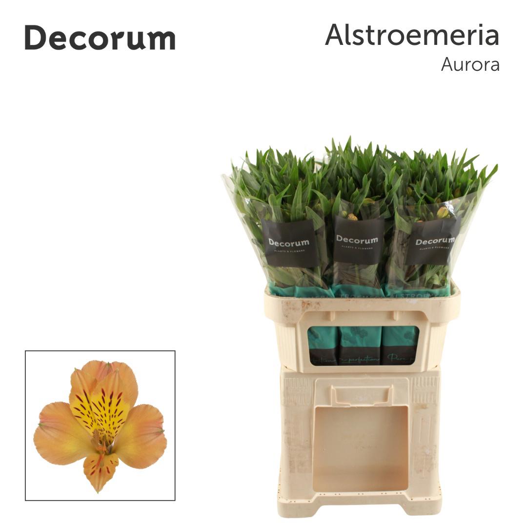 10x Alstroemeria aurora 70cm