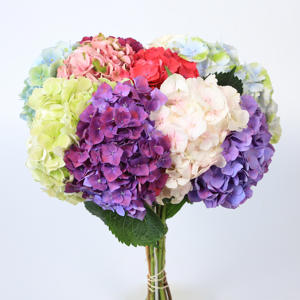 10x Hydr.mix var. 40cm