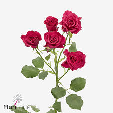 10x Rosa roseberry 50cm