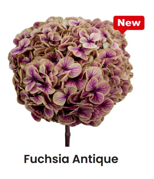 1x Dc pres.hydr.fuchsia antique