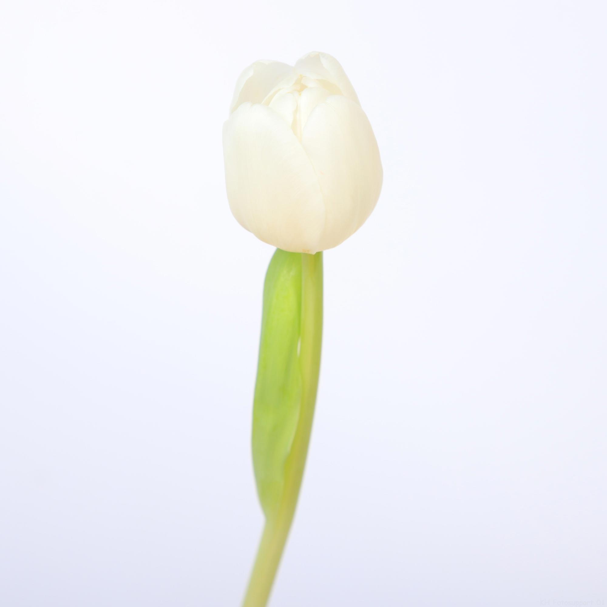 50x Tulipa antartica en 40cm