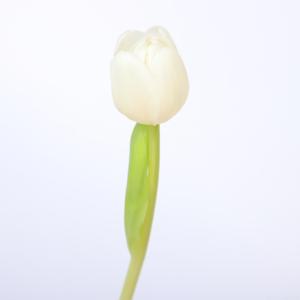 50x Tulipa antartica en 40cm