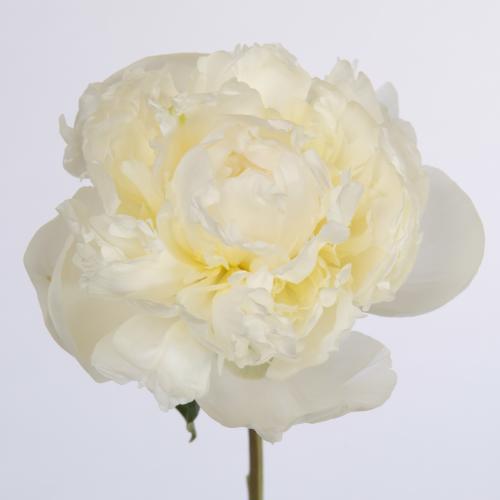 10x Paeonia duchesse de nemours 60cm