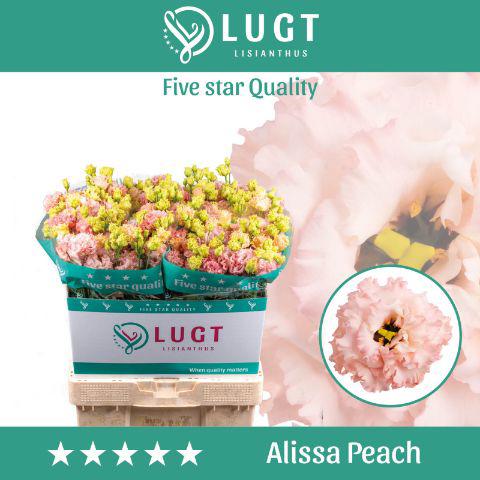 10x Eust.alissa peach du 70cm