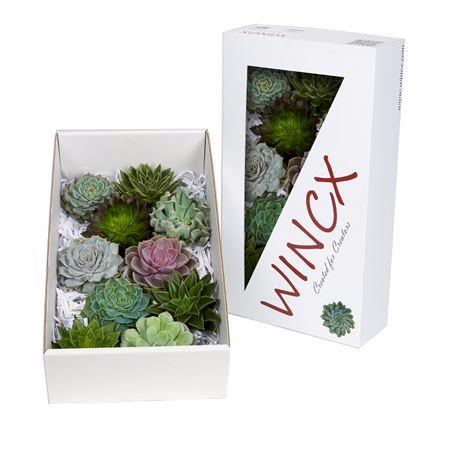 10x Echeveria mix var.wincx 10cm