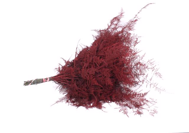 50x Aspar.set.ex veren bordeaux 60cm
