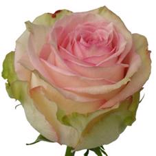 25x Rosa esperance 60cm