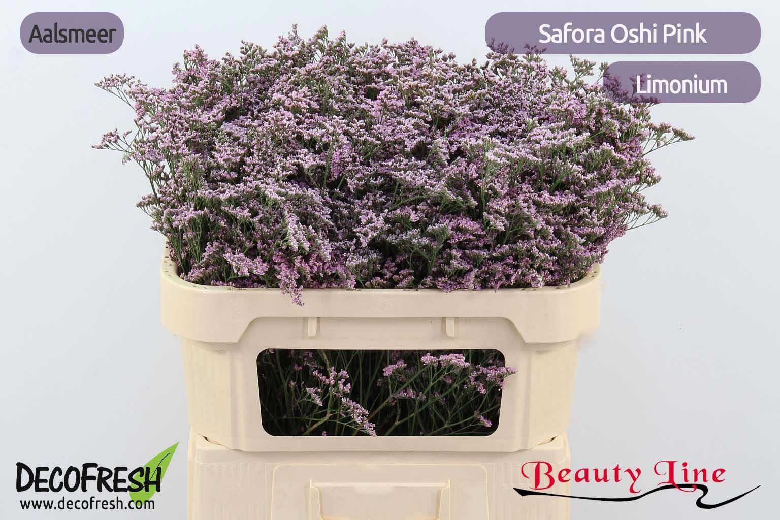 25x Lim.safora oshi pink 70cm