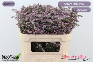 25x Lim.safora oshi pink 70cm