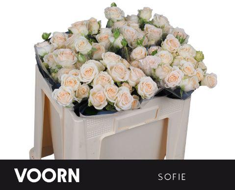 10x Rosa sofie 50cm