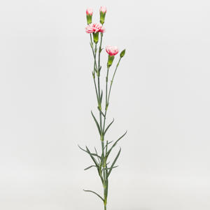 20x Dian.tr.scarlet plus 60cm