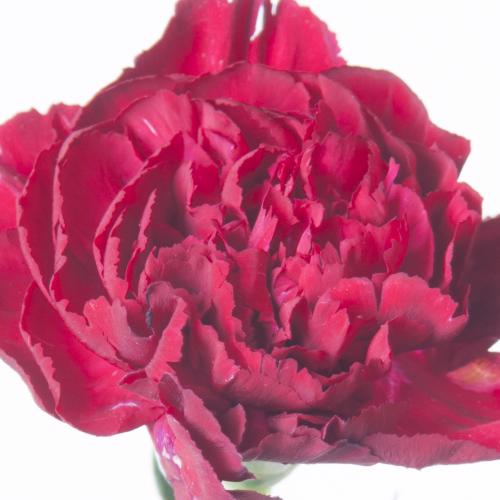 20x Dian.st.crimson tempo 60cm