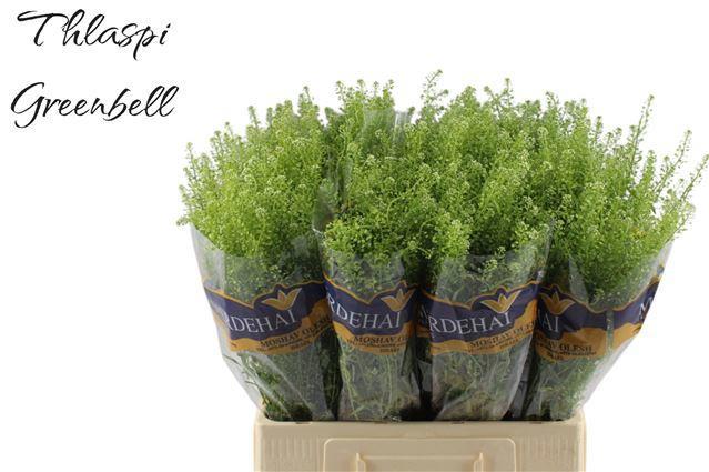 100x Lepid.green bell 60cm