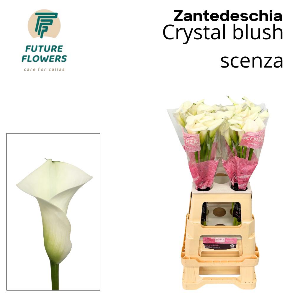 10x Zant.crystal blush 70cm