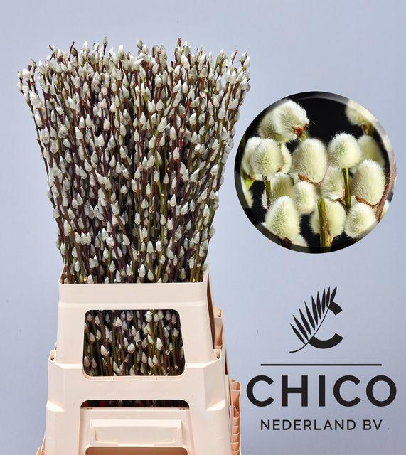 50x Tk salix snowflake 70cm