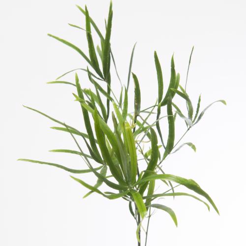 50x Aspar.falcatus 40cm