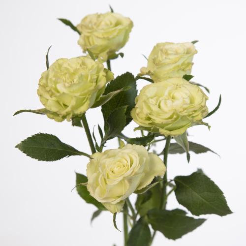 10x Rosa limousine 50cm