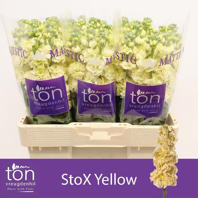 10x Matt.stox yellow 50cm