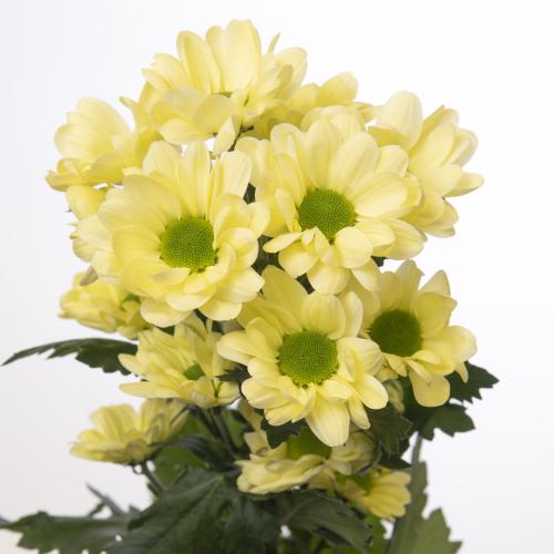 10x Chrysant chic cream 70cm