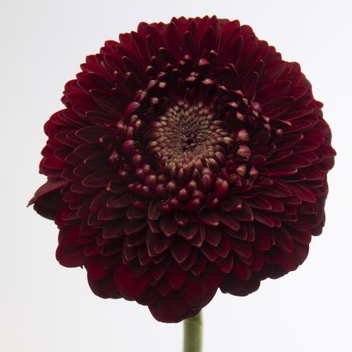 60x Germ.pomponi black pearl 40cm
