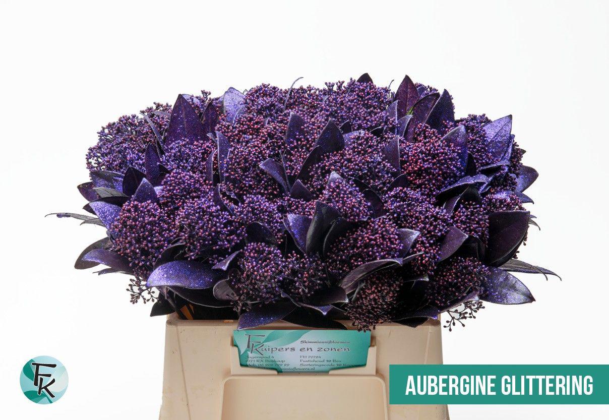 5x Skimmia aubergine + glitter 40cm