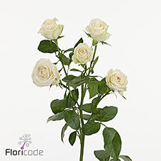 10x Rosa snowdrift 70cm