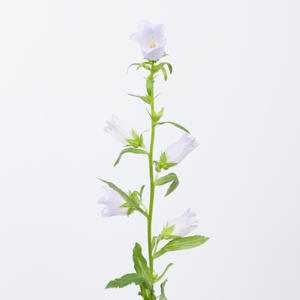 10x Camp.med.champ.lavendel 70cm