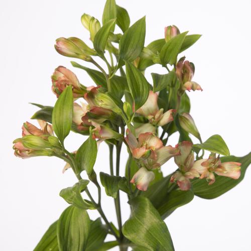 10x Alstroemeria flor.coral 70cm
