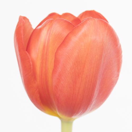 50x Tulipa escape en 40cm