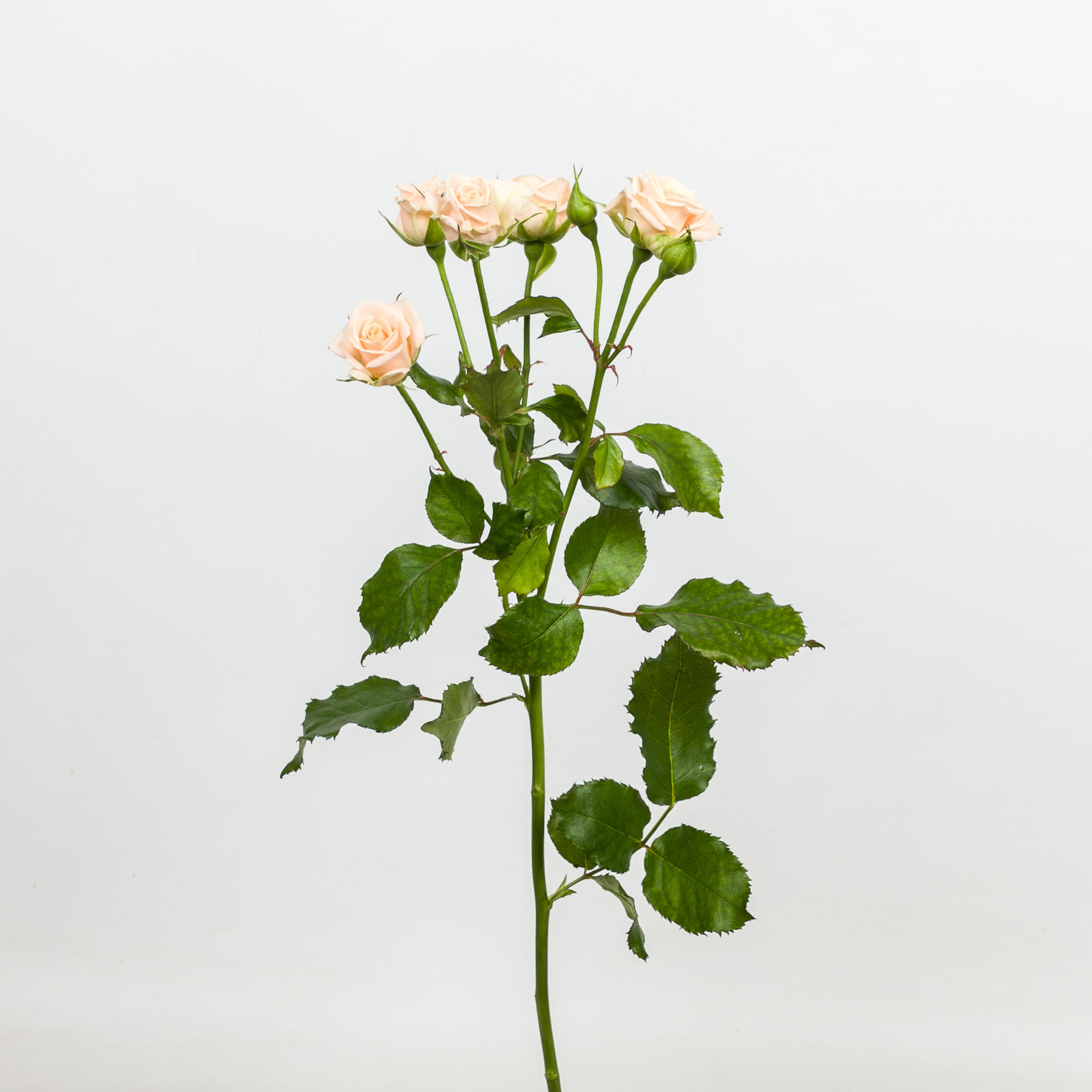 10x Rosa tanja 50cm