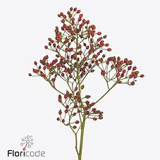 10x Rosa prinsberry red 30cm