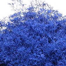 25x Lim. blauw 70cm