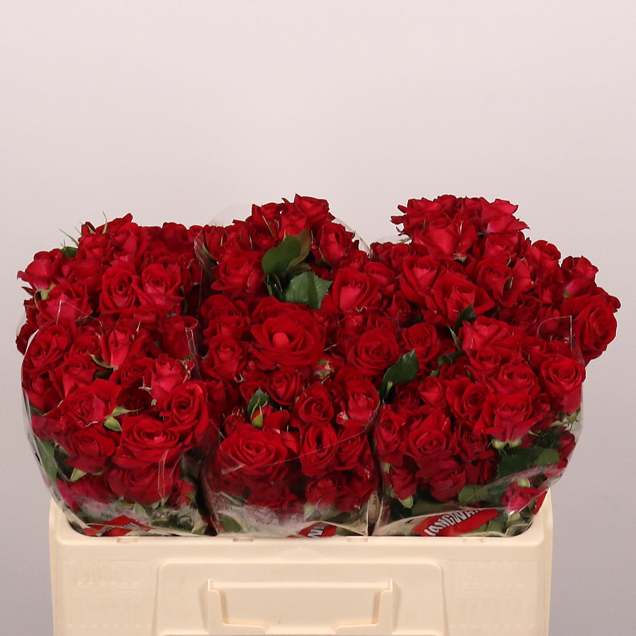 10x Rosa dominica 50cm
