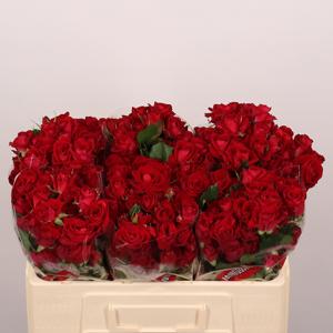 10x Rosa dominica 50cm