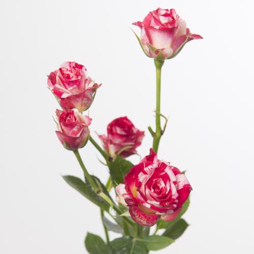 10x Rosa fireworks 50cm