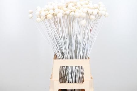 50x Craspedia wit 70cm