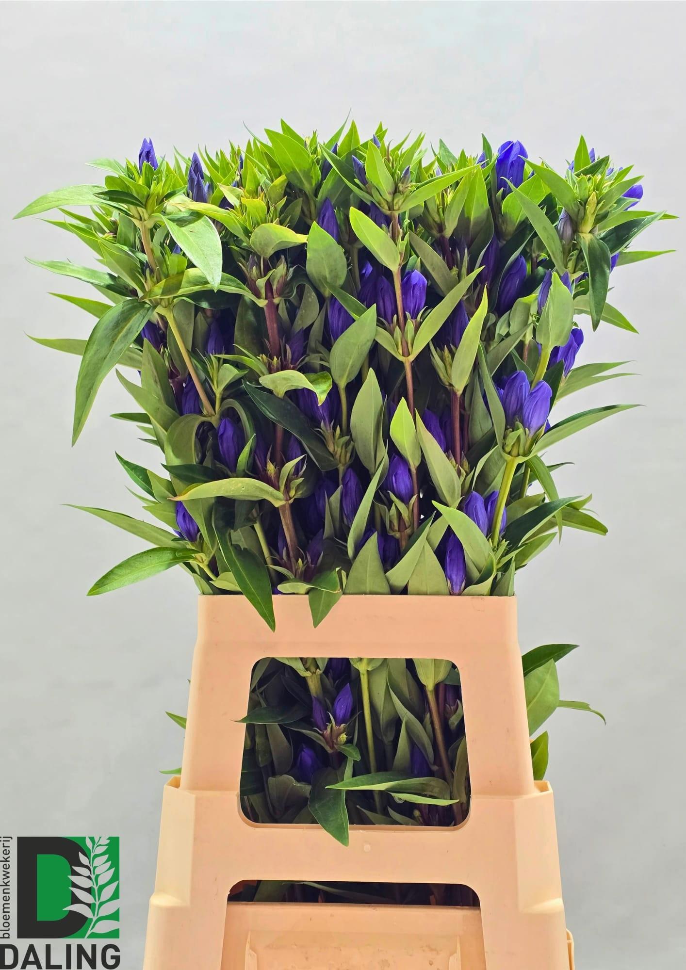 10x Gentiana just blue 70cm