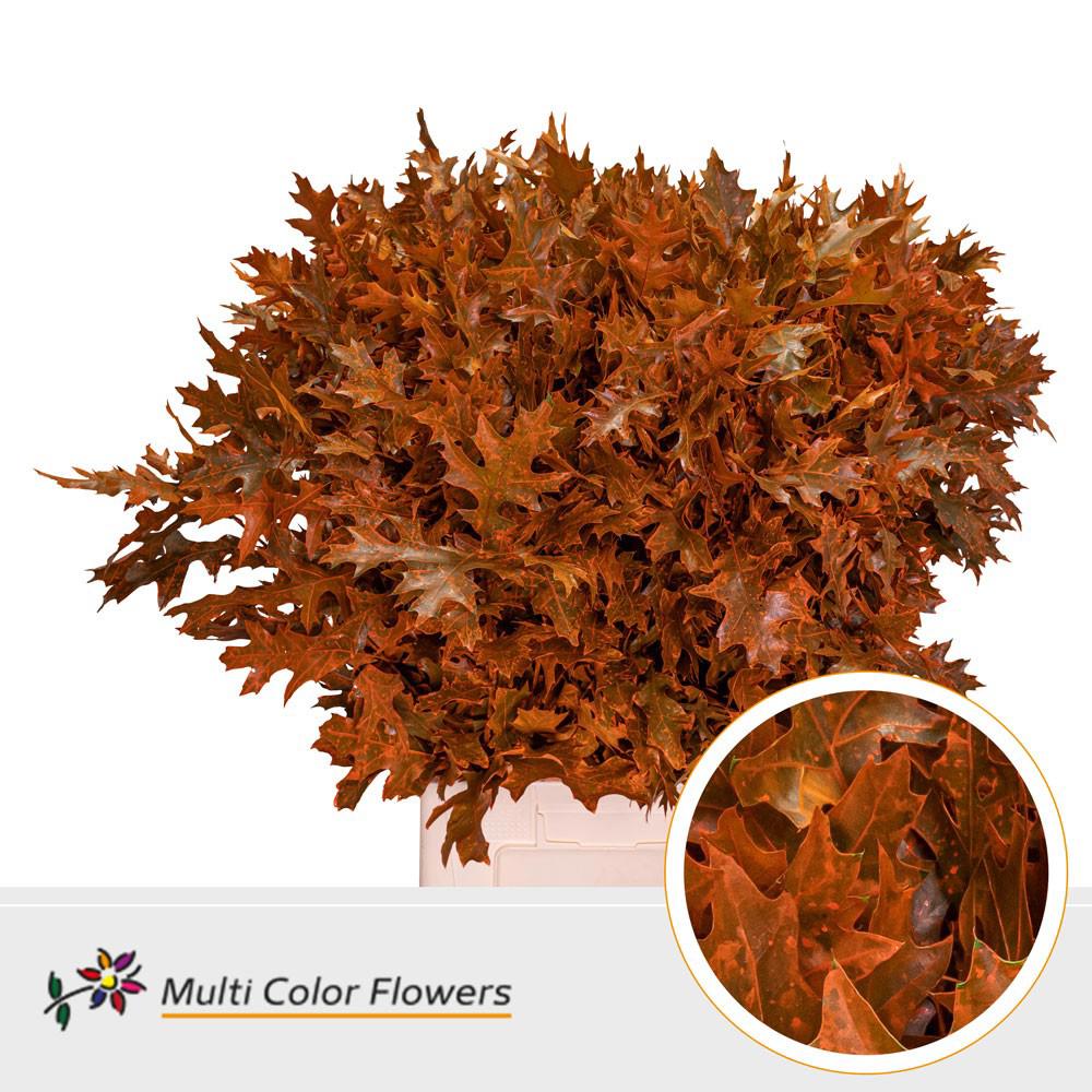 20x Sg quercus palust.(v) roze 70cm