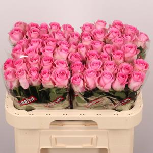 20x Rosa revival 60cm