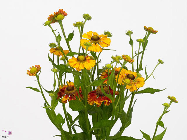 20x Helenium autumn flirt 70cm