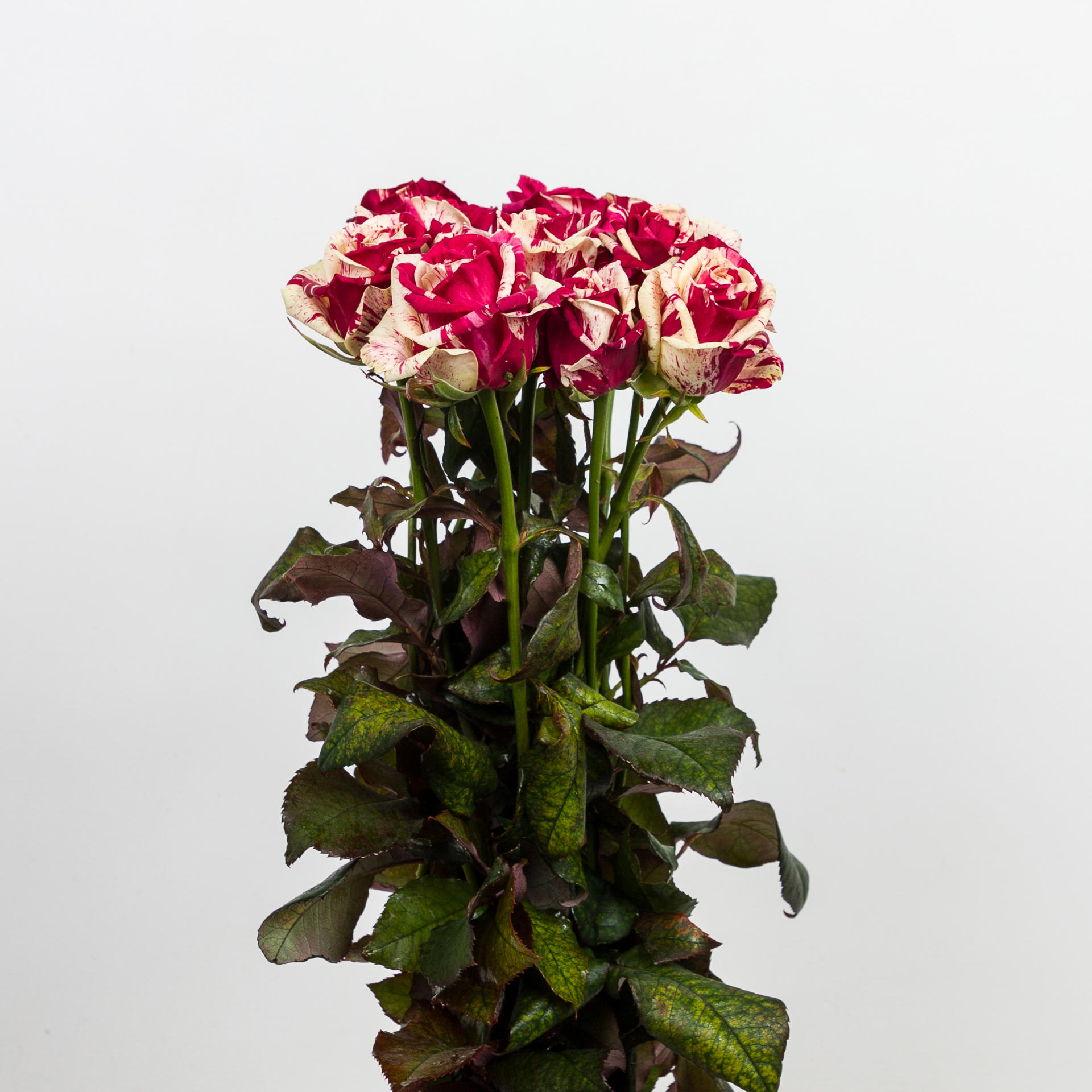 10x Rosa harlequin 50cm