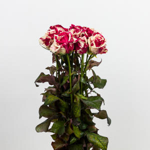 10x Rosa harlequin 30cm