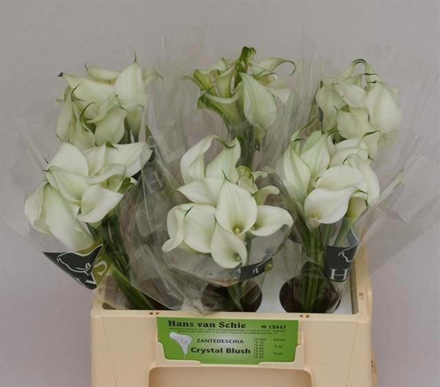 10x Zant.crystal blush 40cm